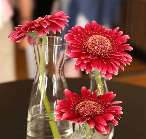 Kwiaty Gerbera Kwiat Darmowe Zdj Cie Na Pixabay Pixabay