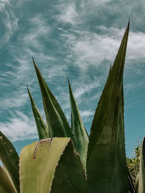 Ig Audrey Ohana Fashion Blogger La Plante Qui Fait Des Miracles