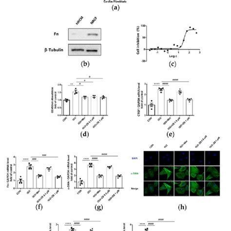 Zb Prevents Iso Induced Cardiac Dysfunction A Dosing Regimen In