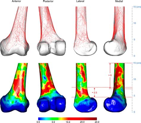 Frontiers Three Dimensional Computed Tomography Mapping Techniques In