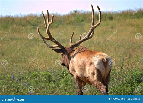 Large Mature Bull Elk Stock Photo Image Of Forest Hunt 190999342