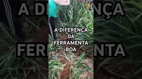 A Melhor Enxada Para Capinar Mato Bruto Dia Exuberante Capina