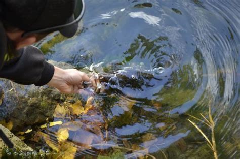 Pêche du black bass en automne les leurres et techniques à utiliser