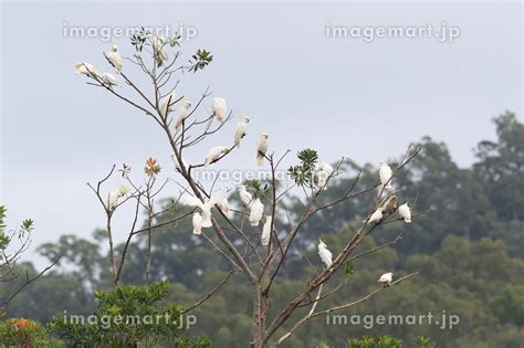 Sulphur Crested Cockatoo Cacatua galerita Queensland Australiaの写真素材