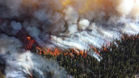 La propagation de maladies infectieuses par les incendies de forêts