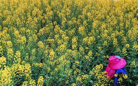 中国天府农业博览园的彩色油菜花 （之三） 中关村在线摄影论坛