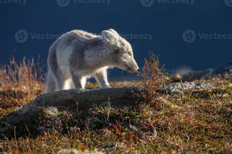 The Arctic Fox at Norway 2853086 Stock Photo at Vecteezy