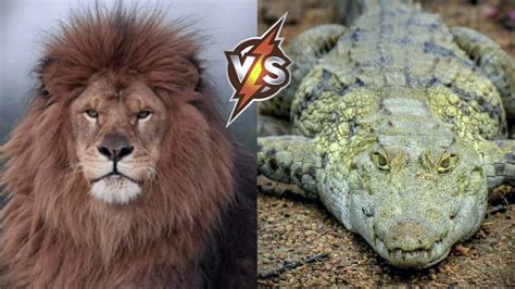 Lion Vs Crocodile Who Would Win This Fight Youtube