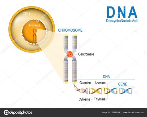 Qual A Diferença Entre Dna Cromossomo E Gene ENSINO