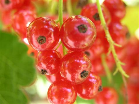 Red Currant - Beechmount Garden Centre