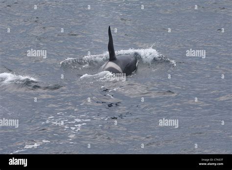 Killer Whale Orcinus Orca Off Sumburgh Head RSPB Reserve Shetland