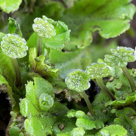 Marchantia Sporophyte Stock Photos, Pictures & Royalty-Free Images - iStock