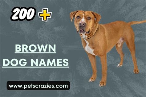 200+ Brown Dog Names - Cute & Rustic Choices