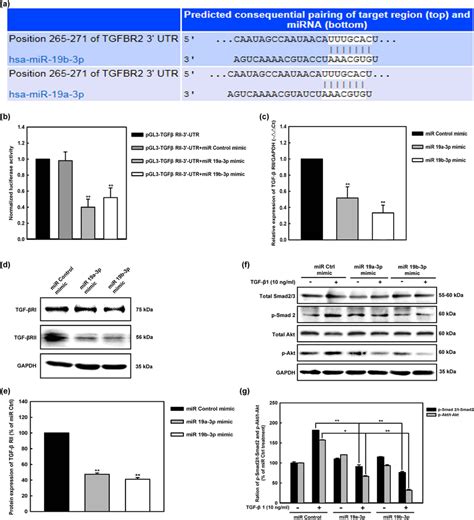 Mir A P B P Directly Targets Tgf Receptor Ii A The Mir A B