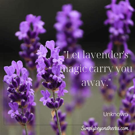 250 Best Lavender Quotes and Captions to Inspire you - SimplyBeyondHerbs