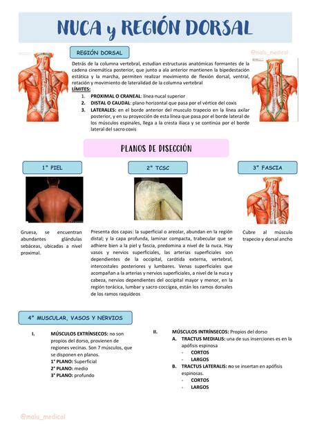 Músculos de la región dorsal y nuca Malu Medical uDocz