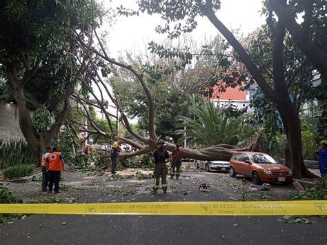 Fuertes Lluvias Y Vientos Provocan Ca Da De Rboles En Cdmx Posta