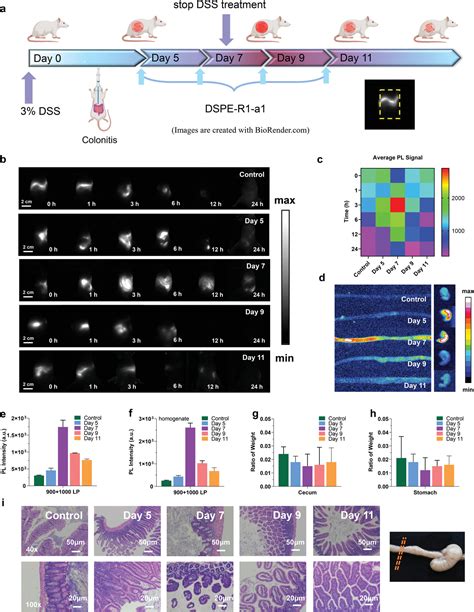 NearInfrared Carbonized Polymer Dots For NIRII Bioimaging Han