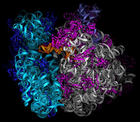 Ribosomes copy1 on emaze