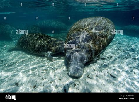 West Indian Manatee Calf High Resolution Stock Photography And Images