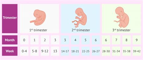 Pregnancy From Antenatal To Postnatal Panosundaki Pin