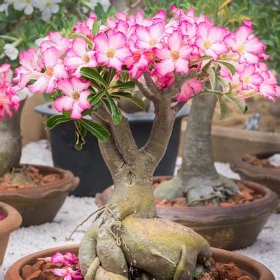 Róża Pustyni XS Adenium Obesum BAOBAB Piękny Kwiat ROZA PUST 6 Cena