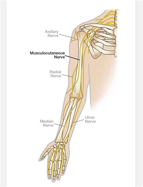 Nerves Of Upper Limb MEDizzy