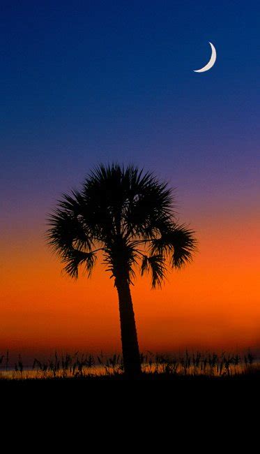 Palmetto Tree - SC Picture Project