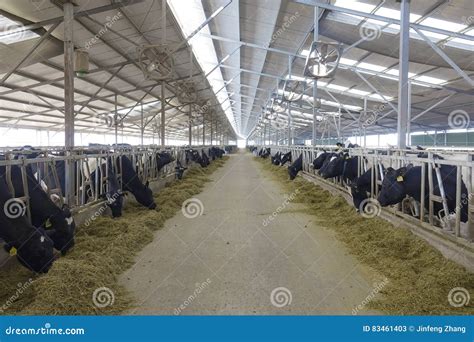 Dairy cattle farms stock image. Image of animals, structure - 83461403