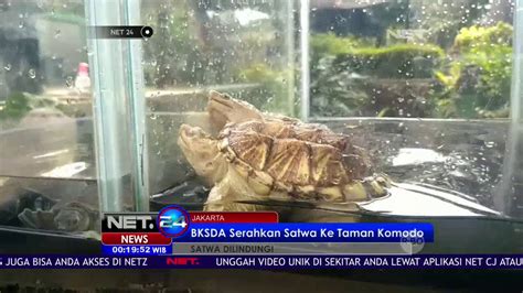 Bksda Serahkan Satwa Langka Ke Taman Komodo Net Youtube