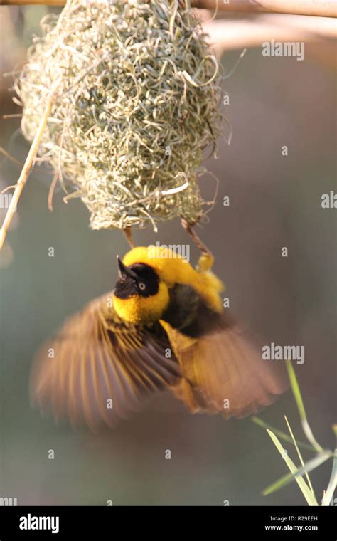 Male Weaver Bird Building His Nest At Lower Zambezi River In Zambia