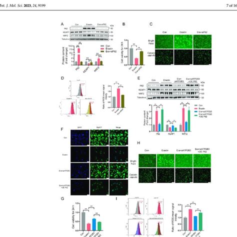 Atp B Knockdown Alleviates Erastin Induced Ht Ferroptosis A B