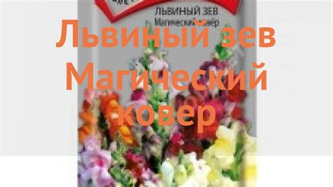 Львиный зев обыкновенный Магический ковер 🌿 обзор: как сажать, семена ...