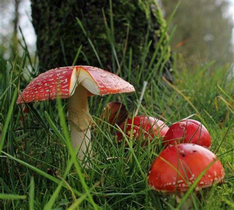 Naturdetektive F R Kinder Naturdetektive De Herbstlaub