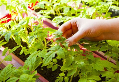 Crescendo E Plantando Tomates Suas Pr Prias M Os Seedlings Do