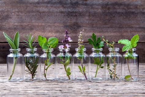 Voici 10 Herbes Que Vous Pouvez Cultiver Dans L Eau Et Avoir Toujours