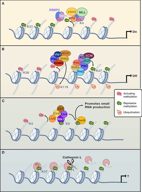 Crosstalk Among Histone Modifications Cell