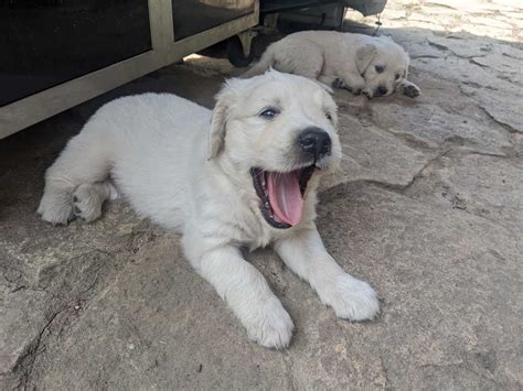 Golden Retriever Puppies for Sale near Toronto, Ontario in the GTA