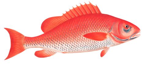 Fish Png Images Free Download Pngfre