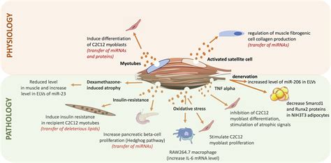 Frontiers Skeletal Muscle Released Extracellular Vesicles State Of The Art