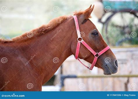 Close Up Vermelho Do Cavalo Do Puro Sangue Foto De Stock Imagem De