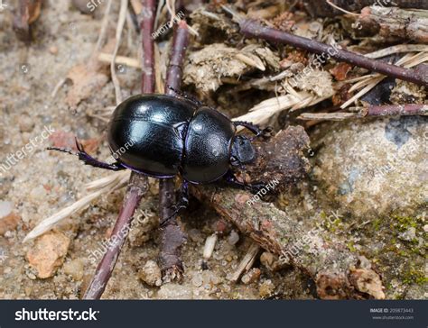 Dung Beetle Work Stock Photo 209873443 Shutterstock