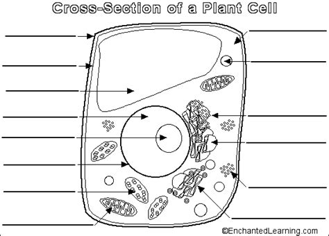 Plant Cell Worksheet Plant Cell Parts Worksheet Worksheets For All Free Worksheets Samples