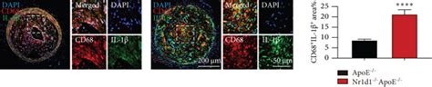 Nr D Deficiency Induces Macrophage Pyroptosis And Vulnerable Plaque