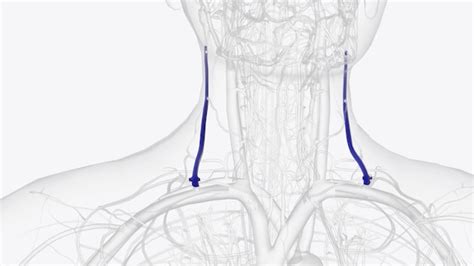 La Vena Yugular Externa Es Una Larga Vena Del Cuello Que Drena El Cuero Cabelludo Y Las Regiones