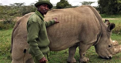 Empeora la salud del último rinoceronte blanco del norte macho