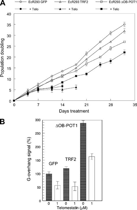 Telomestatin Induced Telomere Uncapping Is Modulated By Pot Through G