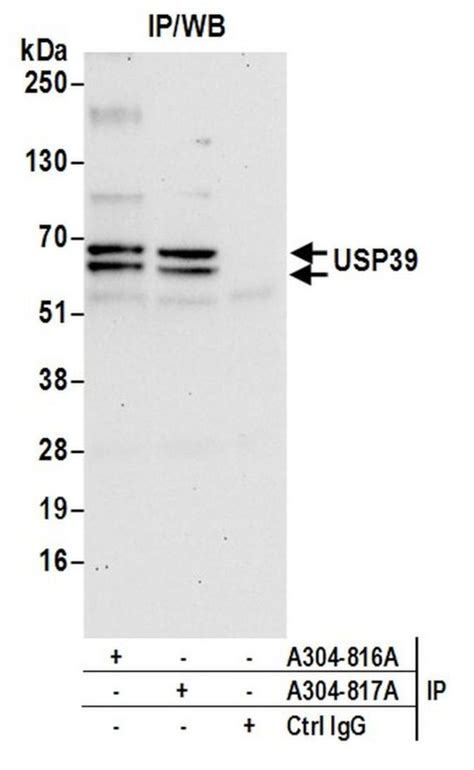 Usp39 Polyclonal Antibody A304 816a