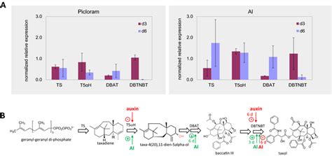 Expression of taxol biosynthesis transcripts. A Normalized relative ...