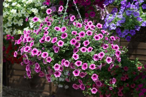 The Five Best Hanging Basket Plants Richard Jackson Garden